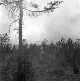 Skogsbrand Älvkarleby, Gårdskär med flera orter.       Maj 1949.