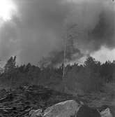 Skogsbrand Älvkarleby, Gårdskär med flera orter.       Maj 1949.