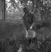 Stadsträdgården inplantering av laxyngel. Juni 1949.