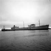 Fartyget Bera på grund. 16 november 1949.