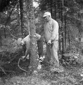 Bränslekommission skogshuggare. 18 juni 1947.