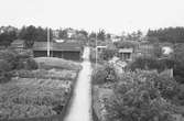 Koloniträdgårdsföreningen firar 25 år. Föreningen bildades i Gävle 1905 och fick arrendera Vreten 171 i Sörby. Fick bygga 