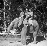 Furuvik, tre på en elefant