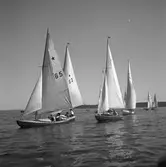 Furuvik. Segelregatta ute vid Furuskär