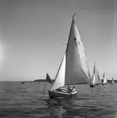 Furuvik. Segelregatta ute vid Furuskär