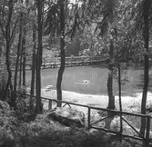 Furuviks fågelsjö.