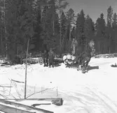 Skogarna. Korsnäs AB. Den 20 april 1955. Genom avveckling av avverkningsmogen skog och anläggning av nya högklassiga bestånd i dess ställe bedrives en intensiv och rationell skogsvård, som syftar till en hög och jämn råvaruförsörjning