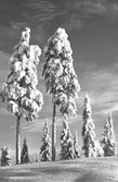 Tallar och granar, vintertid. Korsnäs AB. Kopia. Den 15 September 1958
