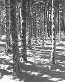 Tallar och granar. Vintertid har skogen ett mjukt, inbjudande ansikte. Korsnäs AB. Kopia. Den 15 September 1958
