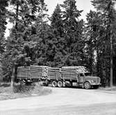 Det mesta timret körs med Korsnäs egna lastbilar. Stjärnsund skogsförvaltning. Korsnäs AB. Den 31 juli 1959
