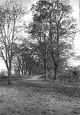 Gamla bilder. Korsnäs. Allé
