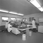 Forskningen. Korsnäs AB. Den 26 oktober 1964
