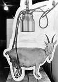 ATSA AB. Mjölkningsmaskin för getter. Den 6 november 1952