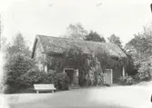 Uthus