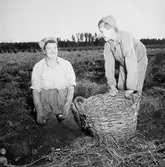 Skyllberg. Bildsidan.
1 oktober 1955.