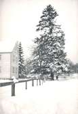 Granen på denna bild fälldes den 26 februari 1941 på Granhults gård 1:2 och 1:4 i Ålems socken, Kalmar län. Granen var omkring 30 meter hög. Mätte vid roten 110 centimeter i diameter och hade 153 årsringar.

Uppgiftslämnare: N J Lindhagen.