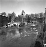 Vårreportage. Bil på Drottningbron, översvämning den 3 mars 1950