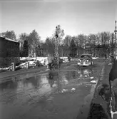 Vårreportage. Bil på Drottningbron, översvämning den 3 mars 1950