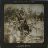 Björn som klättrat upp i ett träd i sitt hägn på Skansen. Marken är täckt med snö.