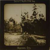 Örn i Skansens fågelvoljär.