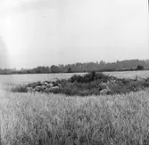 Utgrävningsbilder:
Röse i Ålbo, September 1969.