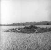 Utgrävningsbilder:
Röse i Ålbo, September 1969.