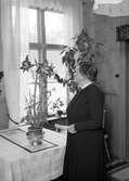 Fröken Norman, Mellersta skolan, Bomhus. Foto 1943.
