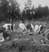 Man som ger korna lövträd att äta.