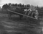 En grupp, som hässjar och samlar ihop höet, med en arbetshäst.