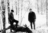 Två män med en skjuten älg.