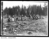 Årsunda, skogssådd.