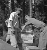 Vägbygge några mil norr om Storvik. Augusti 1950. Reportage för Gefle Dagblad och Norrlands-Posten.

