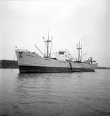 Gävle hamn, invasion av fartyg. Augusti 1950.



