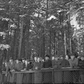 Bandymatch Bollnäs - Skutskär. 13 januari 1952.