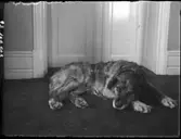 'Björn' död 15/1 1917, avlivades 16/1 1917 med kloroform