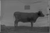 Nynäs säteri.
En ko, 649 Eda R.
E. Ribbing