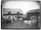 Ladugård och kor.Axel Nilsson