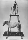 Anders Eklöv, son till Sjungar-Pelle.
Emigrerade till Amerika.
Var ett flertal år cirkusartist bl.a. hos Ringling Brothers.
Sedan arbetade han på modellverkstaden till en flygplansfabrik.
Död på 1950-talet.