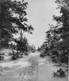 Vinterväg i skogen i Hille.
Under vintern ha vinterförbindelserna flerstädes i Norrland ett helt annat utseende än sommartid. Vintervägarna söka sig genom skogarna och över de tillfrusna kärren och sjöarna till avlägsna bygder och gårdar, dit man om sommaren i många fall knappt kan taga sig fram till fots.