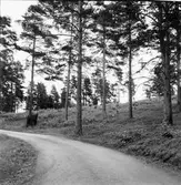 Utlöpare av gravfält Öst om bild nr 1,
Bilderna tillhör ett avstyckningsärende dnr 81/349.