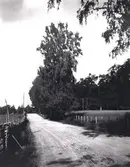 Hängbjörk i närheten av Tuna gård.