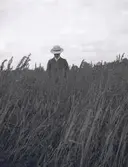 Herre i sädesfält i närheten av Tuna gård.