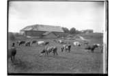 Bostadshus och ekonomibyggnader.
Betande kor.
A. Lindström