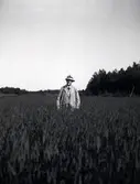 Hugo Hammarskjöld i en rågåker i närheten av Tuna gård.