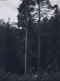 Bild på ett par tallar i närheten av Tuna gård.