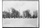 Slädparti vid Oskarsparken, utmed Trädgårdsgatan, 8 slädar med hästar.
