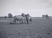 Hugo Hammarskjöld med tre hästar vid Tuna gård.
