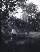 Två damer plockar frukt på Tuna gård.