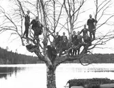 Stagården, kursgård. Uppflugna i trädet vid Voxsjön