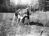 Häst (Sto) och hennes föl






